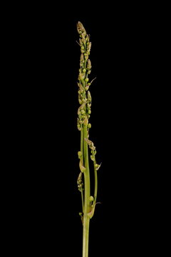 Garden Asparagus (Asparagus officinalis). Emerging Inflorescence Closeup