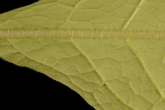 Elecampane (Inula helenium). Leaf Detail Closeup