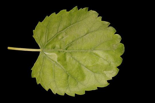 White Mulberry (Morus alba). Leaf Closeup