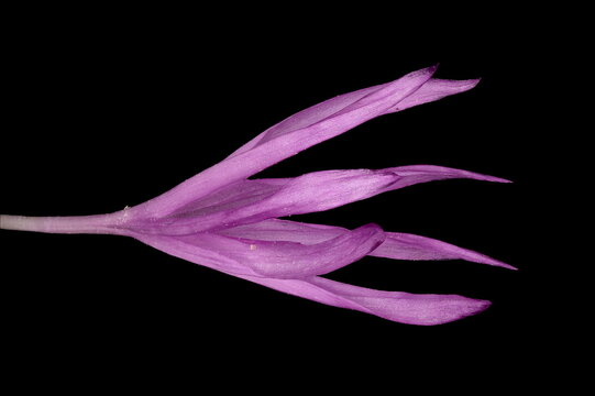 Persian Cornflower (Psephellus dealbatus). Marginal Floret Closeup