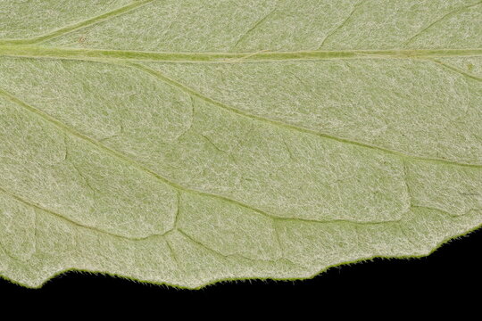 Persian Cornflower (Psephellus dealbatus). Leaf Detail Closeup