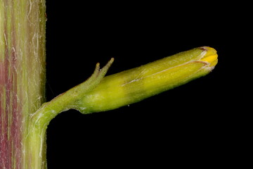 Przewalski's Leopard-Plant (Przewalski's leopardplant). Budding Capitulum Closeup