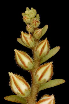 White Stonecrop (Sedum album). Inflorescence Detail Closeup