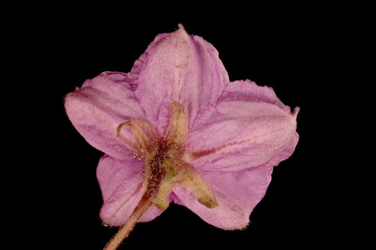 Eggplant (Solanum melongena). Flower Closeup