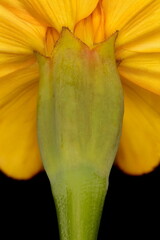 African Marigold (Tagetes erecta). Involucre Closeup