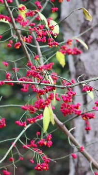 Red berries of the spindle tree on branches in the autumn forest