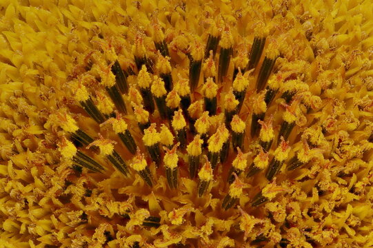 Common Sunflower (Helianthus annuus). Disc Florets Closeup