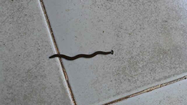 Close up footage of a black flatworm or land planarian crawling slowly across a ceramic tile floor. The slimy worm moves smoothly in a humid indoor environment, showing natural invertebrate behavior a