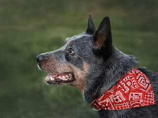 Profile portrait of a blue heeler Australian Cattle Dog wearing a red patterned bandana in a green park outdoors, attentive look, pet lifestyle, travel companion, close up, copy space © natabook2015