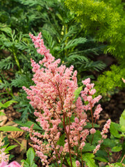 Close-up of pink Astilbe flowers blooming in a garden with green foliage background