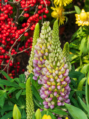 Fototapeta premium Colorful lupine flower spikes with red berries and yellow blooms in a garden