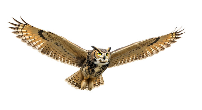 Great horned owl flying in clear sky with spread wings and detailed feathers