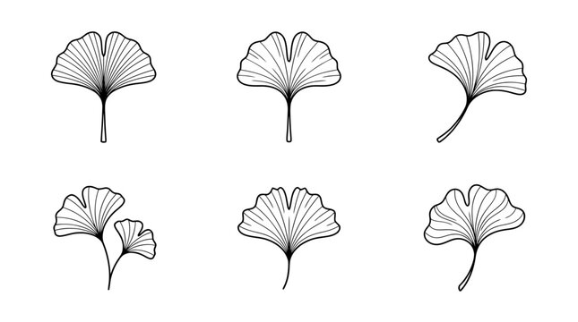 collection of ginkgo leaf, minimal thin icon vector set , white background , PNG and SVG isolate