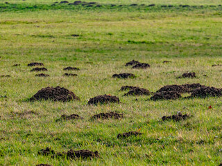 Viele Maulwurfhaufen auf einer gro&szlig;en Wiese im Fr&uuml;hjahr