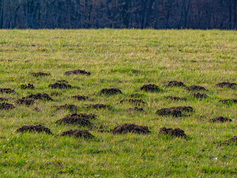 Viele Maulwurfhaufen auf einer gro&szlig;en Wiese im Fr&uuml;hjahr