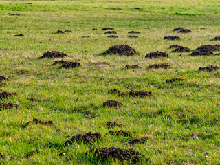 Viele Maulwurfhaufen auf einer gro&szlig;en Wiese im Fr&uuml;hjahr