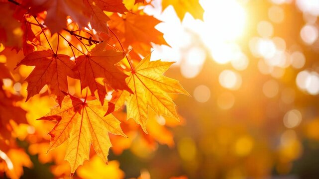 Bright orange maple leaves on tree branch with golden sun flare and soft bokeh background in autumn season