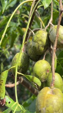 Vertical composition of unripe June plum fruits hanging from branches surrounded by lush vegetation across a cultivated plantation. Sustainable farming.