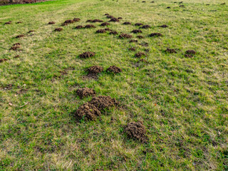 Viele Maulwurfhaufen auf einer gro&szlig;en Wiese im Fr&uuml;hjahr