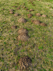 Fototapeta premium Viele Maulwurfhaufen auf einer großen Wiese im Frühjahr