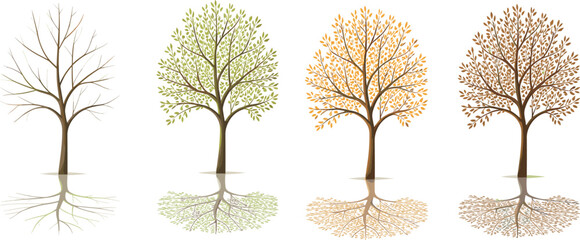 Fototapeta premium Four stylized trees illustrating seasonal changes from bare branches to full foliage and autumn colors with reflections on a white background