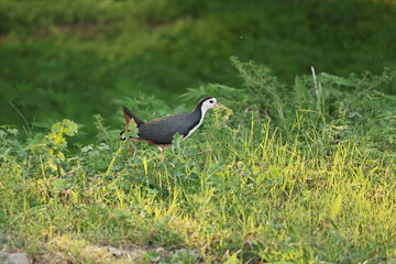 Obraz premium Waterhen