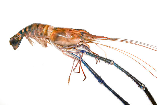 Giant freshwater prawn (udang galah) isolated on white background
