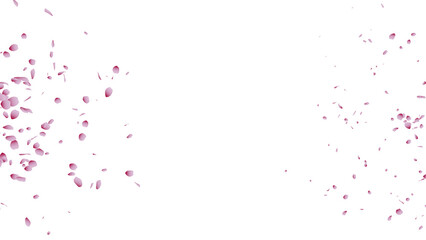 桜吹雪：桜の花びらイラスト：背景透過