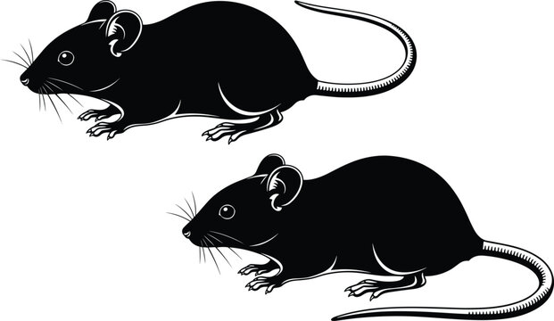 Mouse silhouettes in side profile view, rodent animal illustration, scientific vector design for biology, pest control, and anatomy artwork