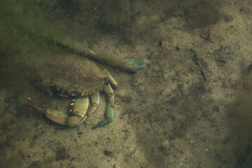 A blue crab hiding among vegetation on the sandy bottom of a shallow tidal pool © Kari Post