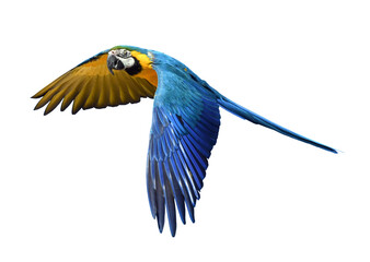 Fototapeta premium Blue and yellow macaw parrot flying with wings spread isolated on transparent background, vibrant tropical bird in flight, exotic wildlife and nature concept.