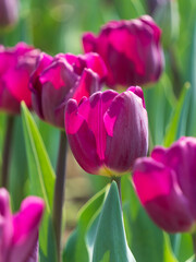 Obraz premium Vibrant pink tulips blooming in a sunny spring garden