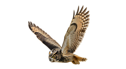 Fototapeta premium Majestic Hawk Flying Wings Spread Mid-Air Wildlife Nature Photography