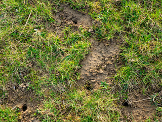 Obraz premium Viele Eingängen in einen Wühlmäusebau