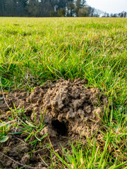 Fototapeta premium Viele Eingängen in einen Wühlmäusebau