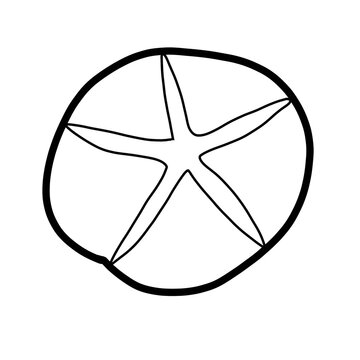 Echinodermata animal natural organic line hand drawn black and white
