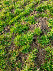 Fototapeta premium Viele Eingängen in einen Wühlmäusebau