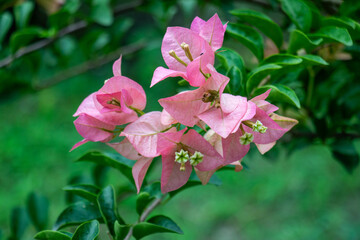 Fototapeta premium Bougainvillea, Nyctaginaceae family tropical plant pink paper