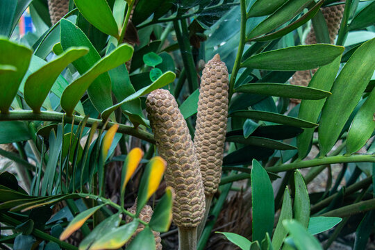 Cardboard Palm or Zamia furfuracea, an ancient cycad native to Mexico