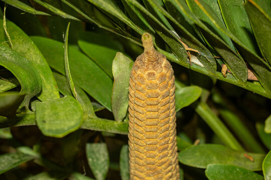 Zamia furfuracea or cardboard palm cone a mature golden brown