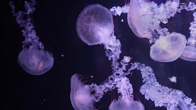  Low key jellyfish in sea saltwater aquarium ocean life 