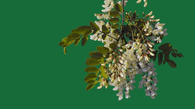 Blooming white acacia branch on green screen