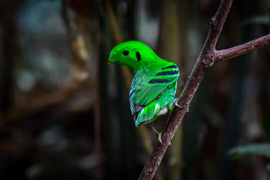 Male green broadbill, Calyptomena viridis, perched on a branch looking back in the tropical rainforest in Thailand.