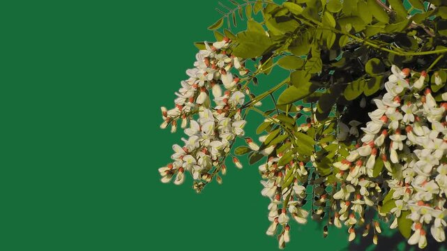 Blooming white acacia branch on green screen