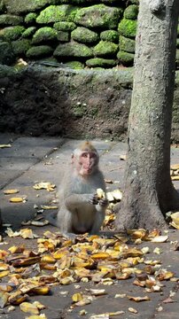 Monkey in Ubud Monkey Forest Bali Indonesia