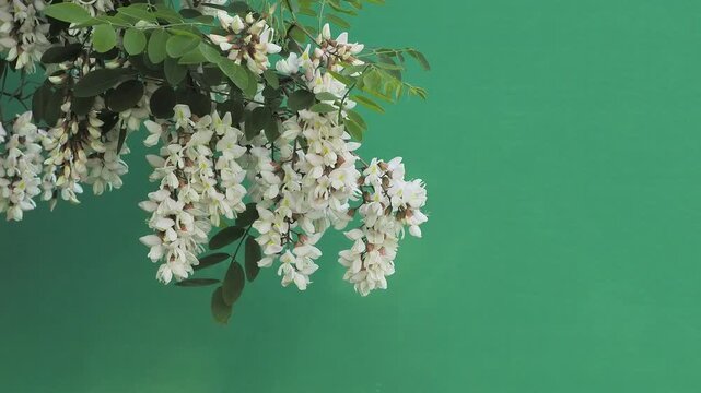 Blooming white acacia branch on green screen