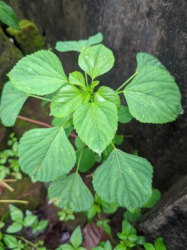 Wild Copperleaf for herbal medicine