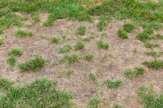Dead grass in lawn. Drought, water conservation and lawncare concept