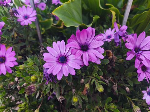 Beautiful purple African Daisy (Osteospermum ecklonis) blooming in a garden.