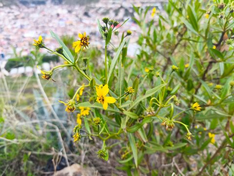 flores silvestres amarillas de Bidens andicola floreciendo en una ladera de los Andes peruanos.